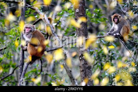 Bildnummer : 52819559 Date de référence : 10.12.2008 Copyright : imago/Xinhua Rhesus Makaken auf einem Baum im Guanshan Naturreservat in der Provinz Jiangxi, China - PUBLICATIONxNOTxINxCHN, Tiere ; 2008, Provinz Jiangxi, Chine , Rhésus Makake, Affe ; , quer, Kbdig, Gruppenbild, , Natur, Asien Bildnummer 52819559 Date 10 12 2008 Copyright Imago XINHUA Rhésus macaques sur un arbre dans la réserve naturelle de Guanshan dans la province Jiangxi Chine PUBLICATIONxNOTxINxCHN animaux 2008 province Jiangxi Chine Rhésus Makake Singe horizontal Kbdig Groupe photo nature Asie Banque D'Images