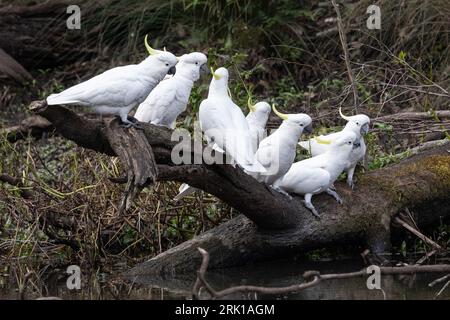 Cockatoo à crête de soufre perché sur la bûche Banque D'Images