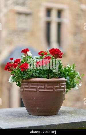 géraniums à fleurs rouges en pot de fleurs sur un mur dans la cour d'une vieille maison Banque D'Images