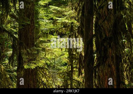 Vue rapprochée de la forêt antique de Cathedral Grove, parc provincial Macmillan, île de Vancouver, Colombie-Britannique, Canada. Banque D'Images