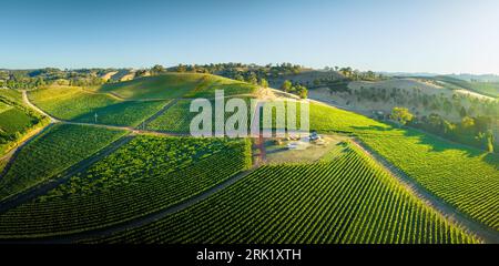 Vignobles dans les collines d'Adélaïde Banque D'Images