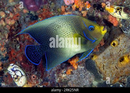 Angelfish Pomacanthus semicirculatus semi-circulaire, Raja Ampat, Indonésie. Banque D'Images