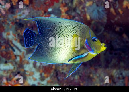 Angelfish Pomacanthus semicirculatus semi-circulaire, Raja Ampat, Indonésie. Banque D'Images