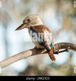 Le kookaburra ailé bleu Dacelo leachii est une très grande espèce distinctive de martin-pêcheur que l'on trouve dans les forêts tropicales du nord de l'Australie Banque D'Images