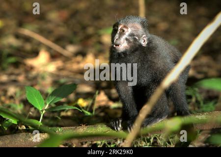 Un juvénile de macaque à crête (Macaca nigra) est photographié alors qu'il se nourrit dans la forêt de Tangkoko, Sulawesi du Nord, en Indonésie. Un rapport récent d'une équipe de scientifiques dirigée par Marine Joly a révélé que la température augmente dans la forêt de Tangkoko et que l'abondance globale des fruits a diminué. « Entre 2012 et 2020, les températures ont augmenté jusqu’à 0,2 degrés Celsius par an dans la forêt, et l’abondance globale des fruits a diminué de 1 pour cent par an », ont-ils écrit dans International Journal of Primatology en juillet 2023. 'Dans un avenir plus chaud, ils (primates) devraient s'adapter, se reposer et rester... Banque D'Images