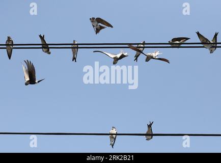 Riedlingen, Allemagne. 23 août 2023. Les hirondelles se rassemblent sur une ligne électrique. Les oiseaux migrateurs se préparent pour leur voyage vers le sud. Crédit : Thomas Warnack/dpa/Alamy Live News Banque D'Images