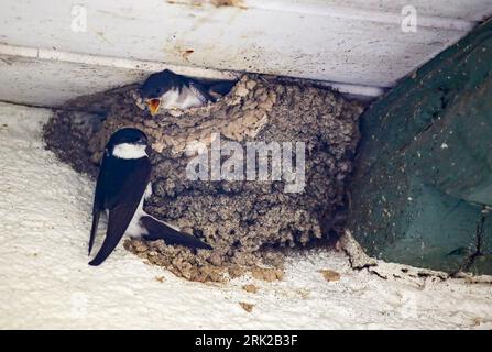 Riedlingen, Allemagne. 23 août 2023. Les hirondelles sont à leur nid sous une avant-toit. Les oiseaux migrateurs se préparent pour leur voyage vers le sud. Crédit : Thomas Warnack/dpa/Alamy Live News Banque D'Images