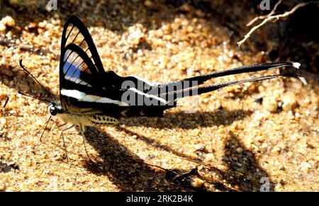 Bildnummer : 53155475 Datum : 04.09.2008 Copyright : imago/Xinhua la photo prise en septembre 2008 montre un papillon de Lamproptera meges dans la province de Hainan, dans le sud de la Chine. Tiere kbdig Schmetterling, Natur quer ie Bildnummer 53155475 Date 04 09 2008 Copyright Imago XINHUA le fichier photo prise en septembre 2008 montre un Lamproptera meges papillon dans la province de Hainan Chine méridionale animaux Kbdig Butterfly nature horizontal ie Banque D'Images