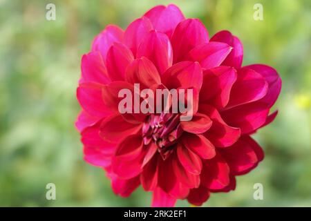 Fleur de dahlia rouge dans le jardin Banque D'Images