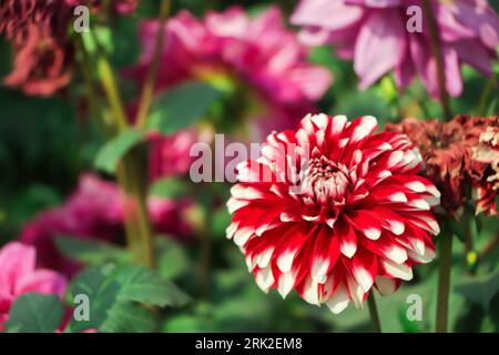 Fubuki multicolore rouge et blanc également connu sous le nom de Dahlia, Dalia Phool avec pointes blanches ou éventail est un genre de tournesol, famille des Asteraceae. Banque D'Images