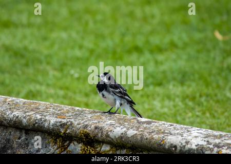 Gros plan portrait d'un pied de wagtail Motacilla Alba perché sur un mur avec de l'herbe en arrière-plan Banque D'Images