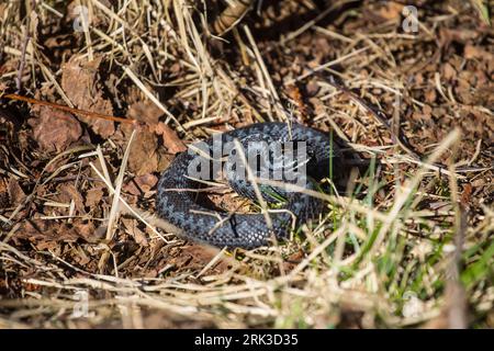 Polymorphisme de la couleur animale. Une forme intermédiaire rare de coloration additive (Vipera berus) du noir au morphe clair. Europe du Nord-est Banque D'Images