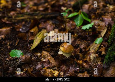 Noble boletus dans la forêt polonaise. Champignons porcini. Banque D'Images