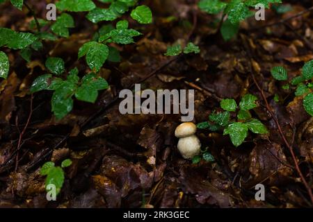 Noble boletus dans la forêt polonaise. Champignons porcini. Banque D'Images