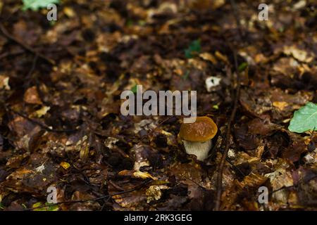 Noble boletus dans la forêt polonaise. Champignons porcini. Banque D'Images