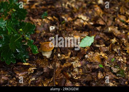 Noble boletus dans la forêt polonaise. Champignons porcini. Banque D'Images