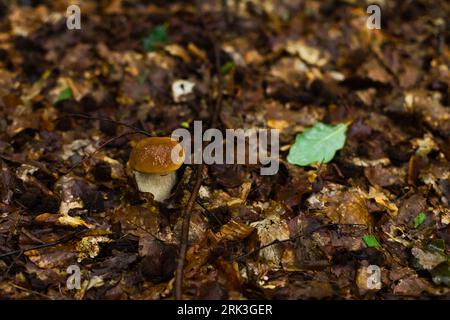 Noble boletus dans la forêt polonaise. Champignons porcini. Banque D'Images