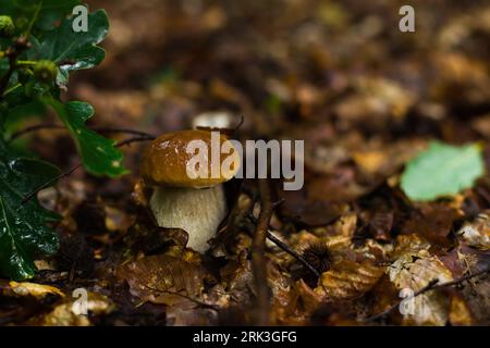 Noble boletus dans la forêt polonaise. Champignons porcini. Banque D'Images