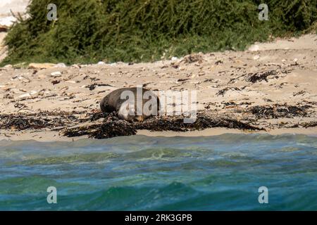 Les otaries à fourrure prennent un bain de soleil sur le rivage dans le parc marin des îles Shoalwater. Rockingham, Australie occidentale. Banque D'Images