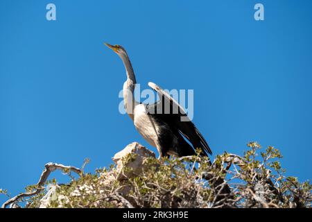 Darter australien dans Shoalwater Islands Marine Park. Rockingham, Australie occidentale. Banque D'Images