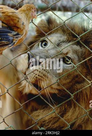 Bildnummer : 53517970 Datum : 08.10.2009 Copyright : imago/Xinhua (091008) -- HAIKOU, 8 octobre 2009 (Xinhua) --mère des tigres regarde un poulet dans le parc animalier tropical de Hainan à Haikou, province de Hainan dans le sud de la Chine. Dix ligres, six mâles et quatre femelles, sont nés depuis 2005 à la suite de la cohabitation de deux ans d un lion mâle et d une tigresse dans le parc, ce qui a fait la plus grande espèce de ligres au monde. Liger est un croisement hybride entre un lion mâle et une tigresse. (Xinhua photo/Zhao Yingquan) (lmz) (FOCUS) (7)CHINA-HAINAN-LIGERS-WORLD-RECORDS (CN) PUBLICATIONxNOTxINxCHN Tiere Tiger KBD Banque D'Images