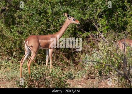 Portrait d'un gerenuk, Litocranius walleri.Réserve de jeux de Samburu, Kenya. Banque D'Images