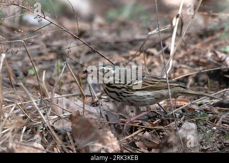 Pipit à dos d'olive (Anthus hodgsoni), oiseau mangeant une mouche au sol en Chine Banque D'Images