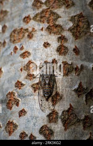 A cicada is perched on the bark of a poplar tree Stock Photo