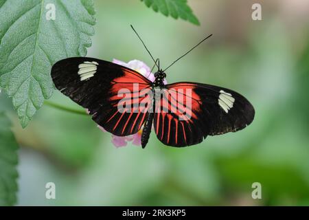 Papillon postier repose sur une feuille avec des ailes grandes ouvertes Banque D'Images
