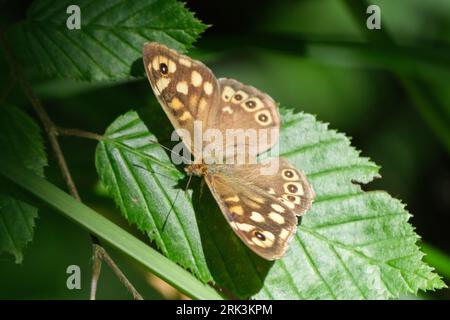 Papillon en bois moucheté reposant sur une feuille Banque D'Images