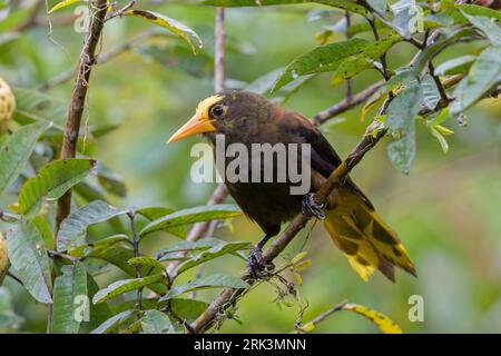 Russet-backed Oropendola (Psarocolius angustifrons salmoni) at ProAves Tangaras Reserve, El Carmen de Atrato, Choco, Colombia. Stock Photo