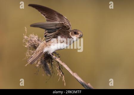 Sable Martin, Riparia riparia, en Italie. Banque D'Images