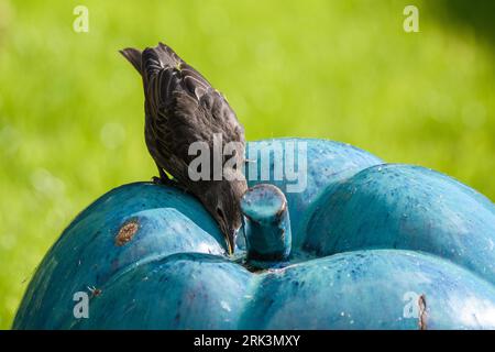 Starling (Sturnus vulgaris), fledgling, young, summer, drinking Stock Photo