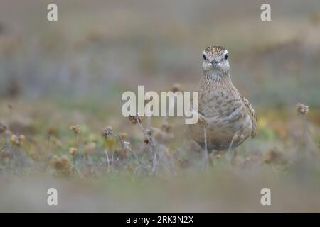 Dotterel eurasien (Charadrius morinellus) juvénile, avec la végétation des dunes comme arrière-plan. Banque D'Images