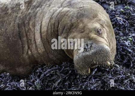Une jeune femelle morse du WAtlantique (Odobenus rosmarus rosmarus) est restée à Harlingen, Frise, les Natherlands. Banque D'Images