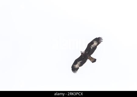 Golden Eagle - - Steinadler Aquila chrysaetos ssp. daphanea, 2e cy Banque D'Images