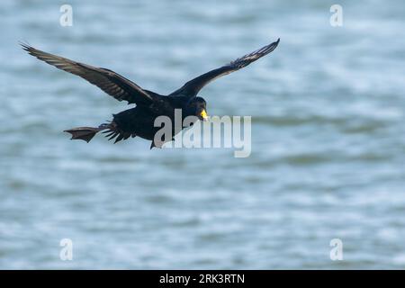 Hivernage mâle Scoter commun (Melanitta nigra) débarquant sur l'eau de la mer du Nord au zuidpier d'IJmuiden, pays-Bas. Banque D'Images