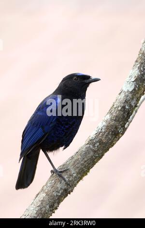 Mâle adulte Malabar Whistling Grive (Myophonus horsfieldii) perché sur une branche en Inde péninsulaire. Banque D'Images