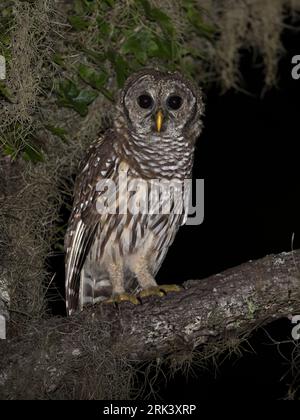 Barred Owl (Strix varia) à Florida, États-Unis. Banque D'Images