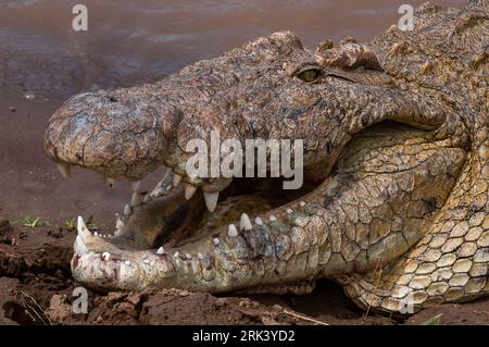 Portrait d'un crocodile du Nil, Crocodilus niloticus, avec sa bouche ouverte pour l'aider à refroidir.Rivière Mara, réserve nationale de Masai Mara, Kenya. Banque D'Images