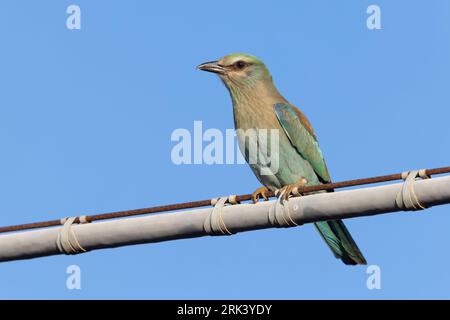 Rouleau européen (Coracias garrulus), jeune perché sur un fil, Campanie, Italie Banque D'Images