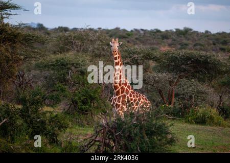 Girafe réticulée, Giraffa camelopalis reticulata, parmi les acacia épineux.Loisaba Wilderness Conservancy, district de Laikipia, Kenya. Banque D'Images