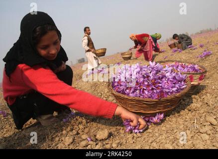 Bildnummer : 53573499 Datum : 03.11.2009 Copyright : imago/Xinhua recueille des fleurs de safran dans un champ de safran à Pampore, à 25 kilomètres au sud de Srinagar, Cachemire contrôlé par l'Inde, 3 novembre 2009. La saison de récolte du safran est arrivée dans la région. Le safran du Cachemire est célèbre pour sa teneur élevée en crocine que celle de l’Espagne ou de l’Iran. C'est l'épice chère au monde. Les experts de l'agriculture ont déclaré qu'au cours des dernières années, il y a eu une forte baisse de la production de safran dans la région en raison du manque d'installations d'irrigation appropriées. (Xinhua/Javed Dar) (zhs) (4)CACHEMIRE-SRINAGAR-SAFRAN Banque D'Images