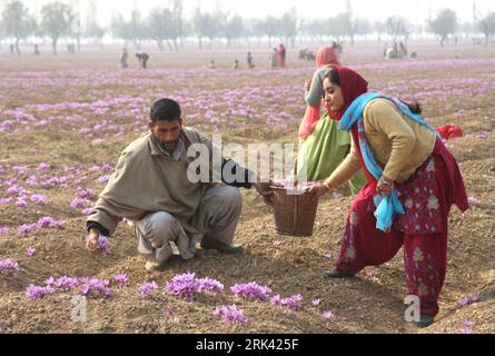 Bildnummer: 53573500  Datum: 03.11.2009  Copyright: imago/Xinhua  collect saffron flowers in a saffron field in Pampore, 25 kilometers south of Srinagar, Indian-controlled Kashmir, Nov. 3, 2009. Harvest season of saffron has come in the region. The saffron of Kashmir is famous for its high crocin content than that of Spain or Iran. It is the world s expensive spice. Agriculture experts said that over the past few years there has been a sharp decline in the saffron production in the region because of the lack of proper irrigation facilities. (Xinhua/Javed Dar) (zhs) (5)KASHMIR-SRINAGAR-SAFFRON- Stock Photo