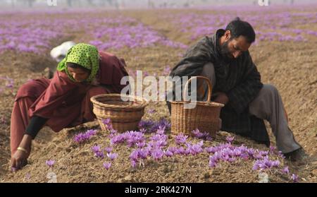 Bildnummer : 53573501 Datum : 03.11.2009 Copyright : imago/Xinhua collectent des fleurs de safran dans un champ de safran à Pampore, à 25 kilomètres au sud de Srinagar, Cachemire contrôlé par l'Inde, 3 novembre 2009. La saison de récolte du safran est arrivée dans la région. Le safran du Cachemire est célèbre pour sa teneur élevée en crocine que celle de l’Espagne ou de l’Iran. C'est l'épice chère au monde. Les experts de l'agriculture ont déclaré qu'au cours des dernières années, il y a eu une forte baisse de la production de safran dans la région en raison du manque d'installations d'irrigation appropriées. (Xinhua/Javed Dar) (zhs) (6)CACHEMIRE-SRINAGAR-SAFRAN- Banque D'Images