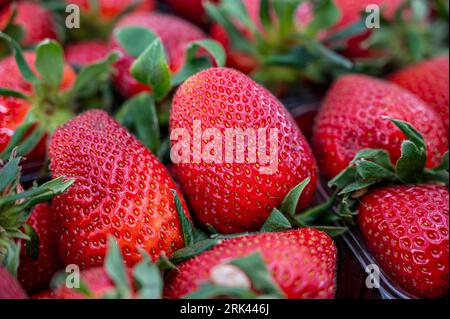 Vue en gros plan des fraises fraîches avec des feuilles vertes par le dessus Banque D'Images
