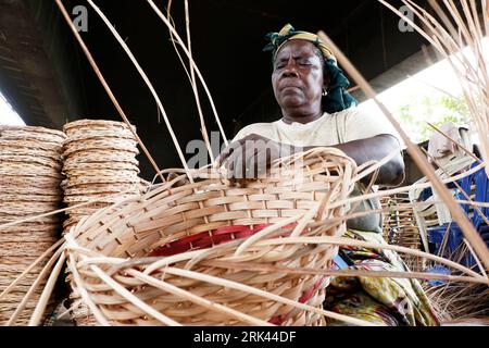 Une femme tisse un panier domestique dans le plus grand « village » de canne à sucre du Nigeria à Mende dans le district du Maryland de Lagos. L'artisanat de canne à sucre au Nigeria, le pays le plus peuplé d'Afrique, prospère au milieu d'un ralentissement économique qui a affecté les petites entreprises et les revenus des gens. Dans le village, des dizaines de personnes, dont des membres de la famille et des chômeurs, sont engagés dans le tissage de différents articles ménagers comme des tables, des paniers, des porte-vin, des pots de fleurs avec du bois de canne provenant de la région marécageuse du delta du Niger. Lagos, Nigeria. Banque D'Images