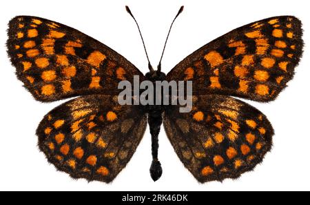 Butterfly species Melitaea athalia, trivial name: Heath fritillary. Stock Photo