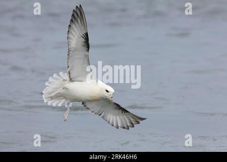 Fulmar du Nord (Fulmarus glacialis), adulte en vol montrant les parties inférieure, région de l'Ouest, Islande Banque D'Images