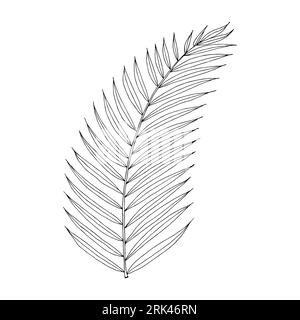 Palm tropical leaf hand drawn vector isolated element for design in black color Stock Vector